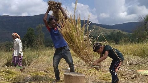 Paddy Harvesting 