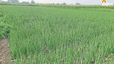 Onion Planting