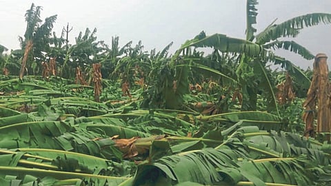 Banana Crop Insurance