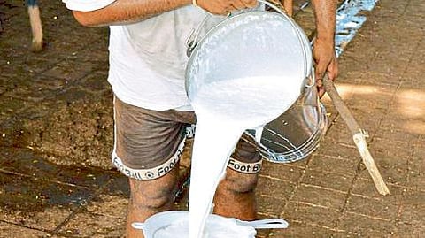 Milk Dairy 