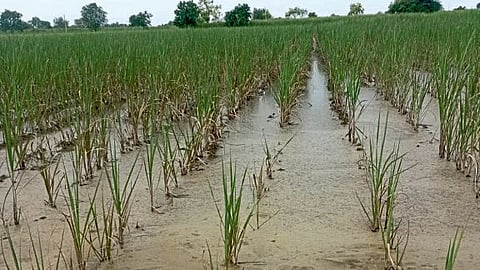 Wet Drought