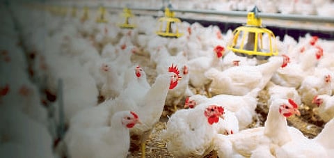 Poultry Farm