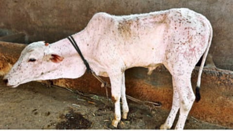 Lumpy Skin in calf