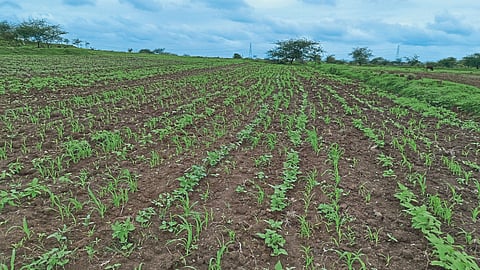 Inter-Crop Study
