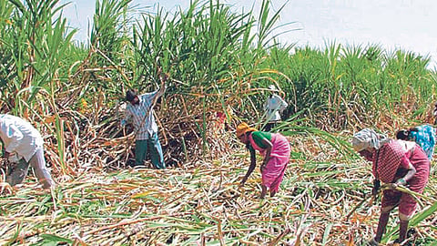 Sugarcane Harvesting