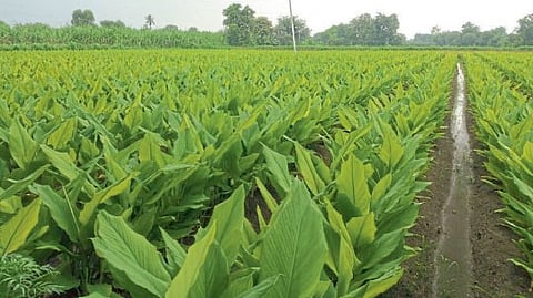 Cultivation Of Turmeric