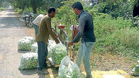 Vegetables 
