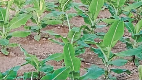 Banana 