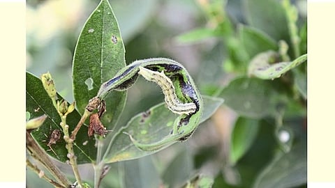 Crop Disease 