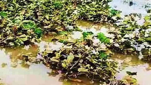 Crop Damage