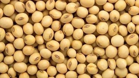 soybean rate 