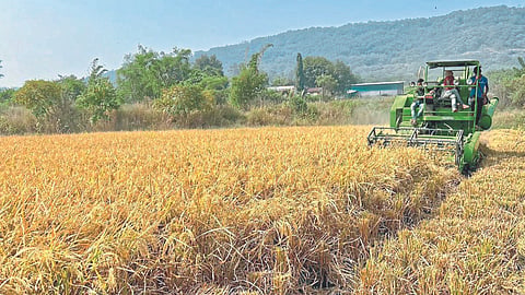 Paddy Harvesting