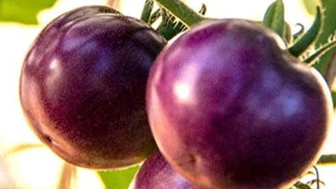 Purple Tomato