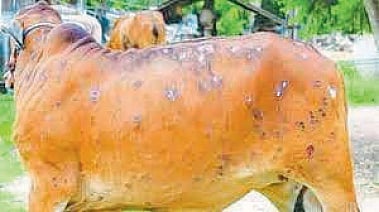 Lumpy Skin 
