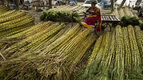 Sugarcane Crushing