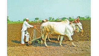 Rabi Season