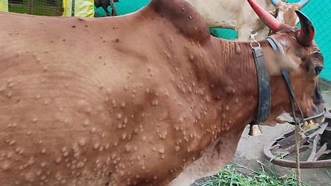 ‘Lumpy Skin
