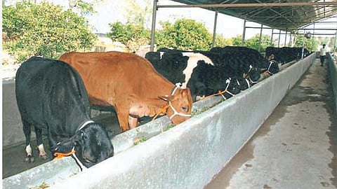 Animal Health