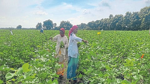 Cotton Management 