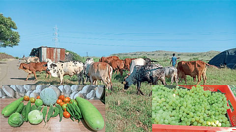 Organic farming