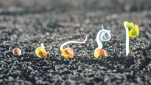 Seed Treatment 