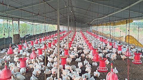 Poultry 