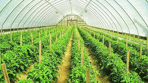 Green House 