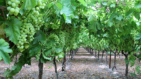 Grapes Farming