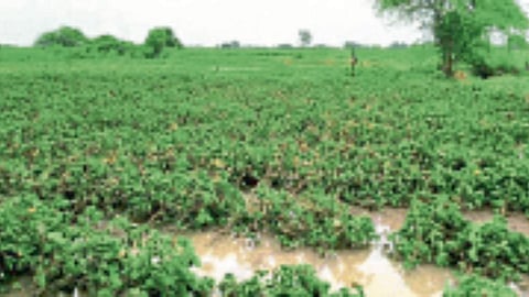 Crop Insurance