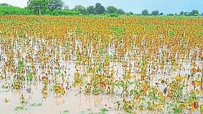 Crop Insurance 