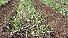 Sugarcane Cultication