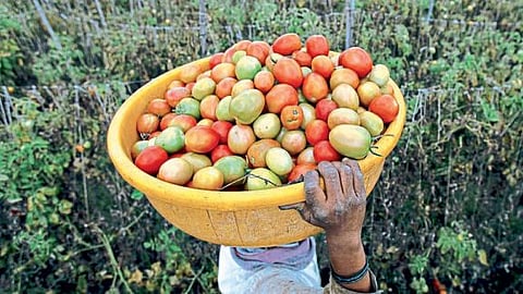 Tomato grower