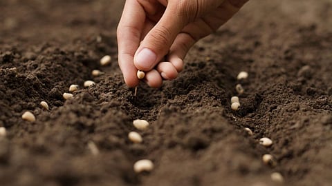 Seed Industry