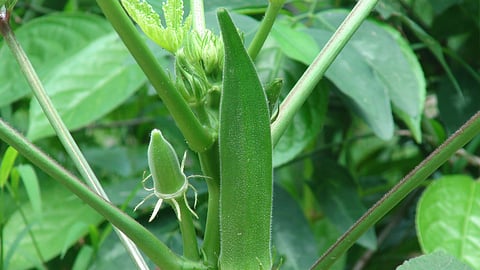 Okra Pest