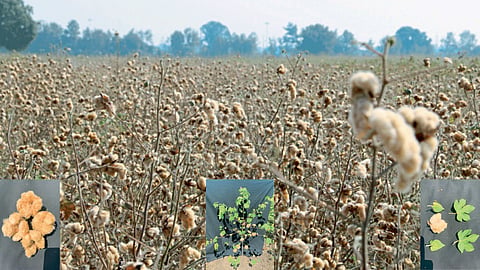 Cotton Color 