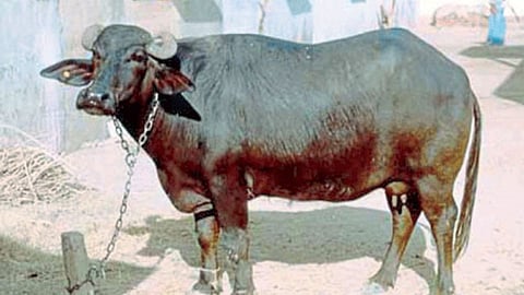 Animal Welfare