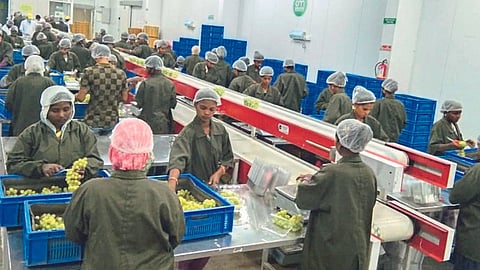 Farmer Producer Company