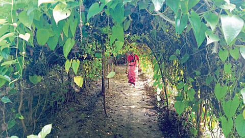 Agri Tourism