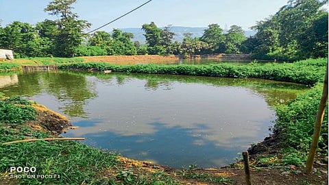 Mangur Fish Farming