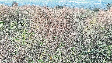 Tur Wilt Disease