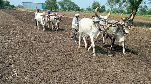 Rabi Sowing