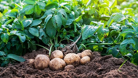 Crop Insurance 