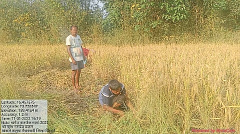 Paddy Harvesting 