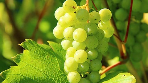 Grape Season