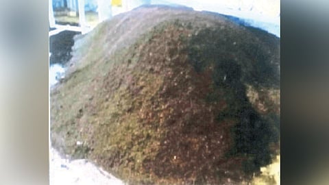 Crop Growth