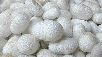 Silk Farming