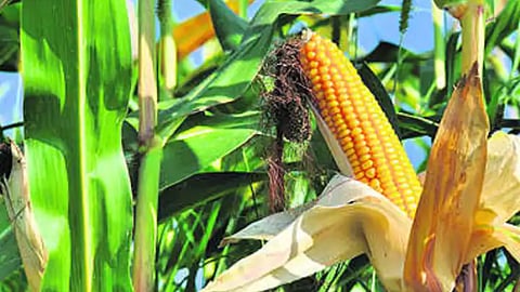 Maize 