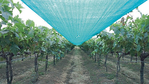 Grape