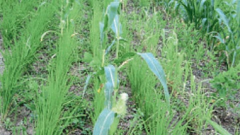 Coarse Grain