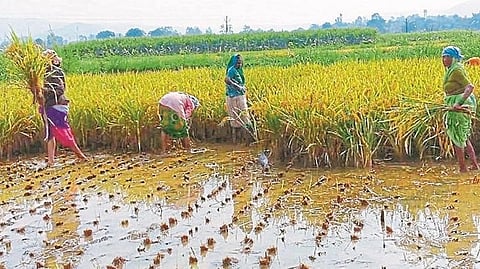 Paddy Harvesting 